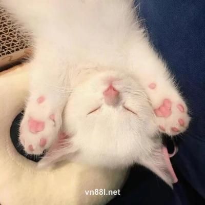 Ảnh đại diện người dùng Mỹ Tâm